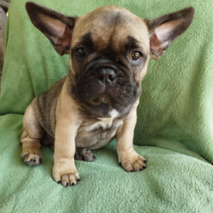 Oberon French Bulldog