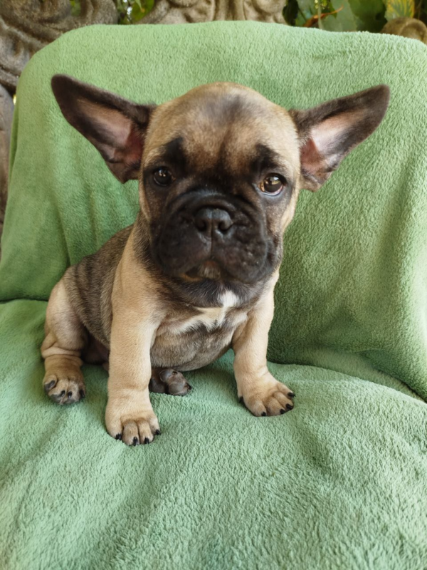 Oberon French Bulldog Oberon French Bulldog