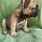 Oberon-male-French-bulldog-puppy-for-sale-2