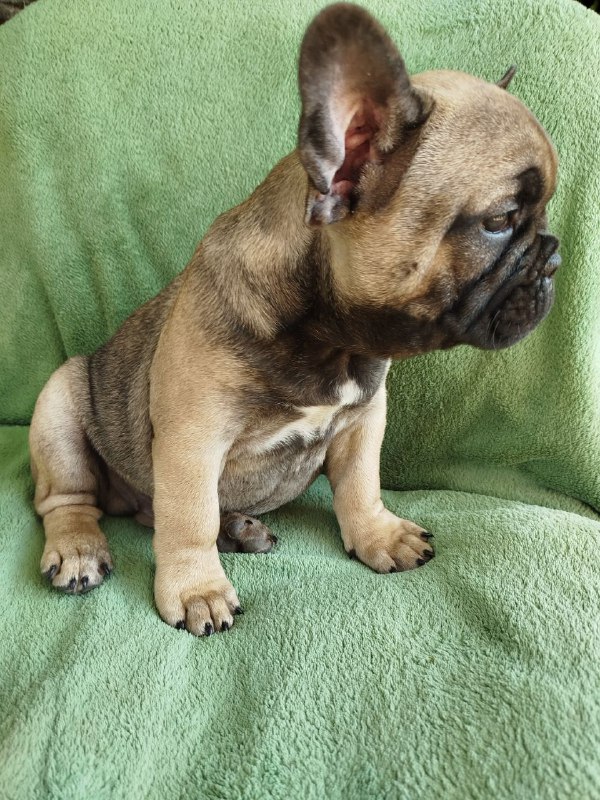 Oberon French Bulldog Oberon French Bulldog