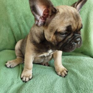 Oberon French Bulldog