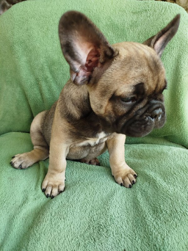 Oberon French Bulldog Oberon French Bulldog