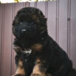 Onix German Shepherd