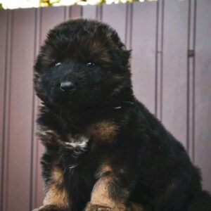 Oberton German Shepherd