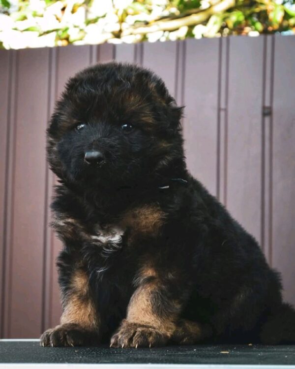 Oberton German Shepherd Oberton German Shepherd