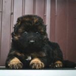 Oberton-male-German-Shepherd-puppy-for-sale-2