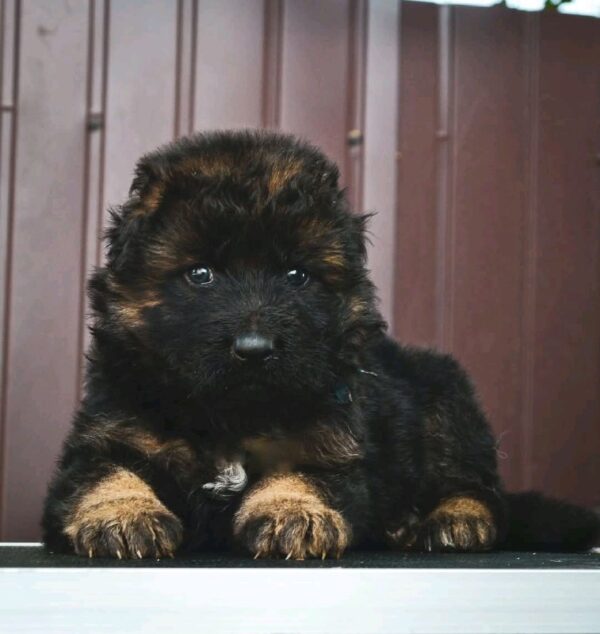 Oberton German Shepherd Oberton German Shepherd