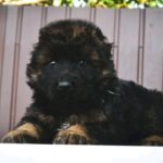 Oberton-male-German-Shepherd-puppy-for-sale-3