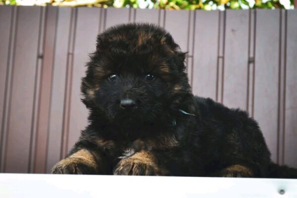 Oberton German Shepherd Oberton German Shepherd