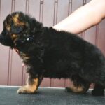 Oberton-male-German-Shepherd-puppy-for-sale-4