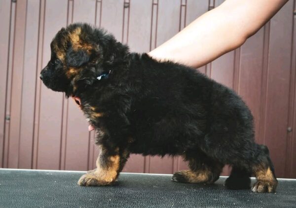 Oberton German Shepherd Oberton German Shepherd