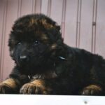 Oberton-male-German-Shepherd-puppy-for-sale-5