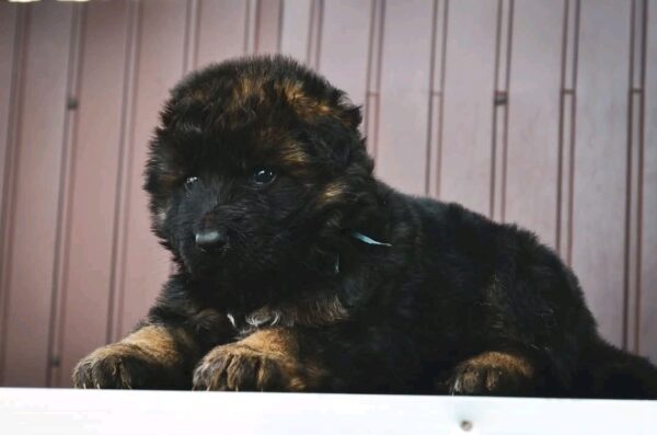 Oberton German Shepherd Oberton German Shepherd