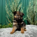 Odelia-female-German-Shepherd-puppy-for-sale-1