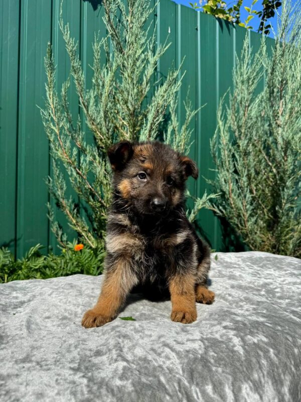 Odelia German Shepherd Odelia German Shepherd