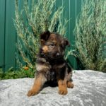 Odelia-female-German-Shepherd-puppy-for-sale-2