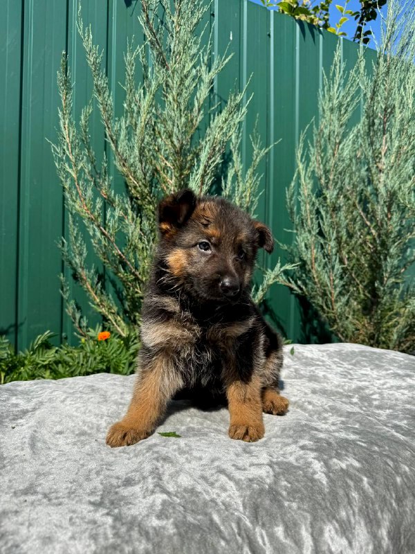 Odelia German Shepherd Odelia German Shepherd