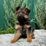 Odelia-female-German-Shepherd-puppy-for-sale-3