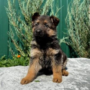 Odelia German Shepherd