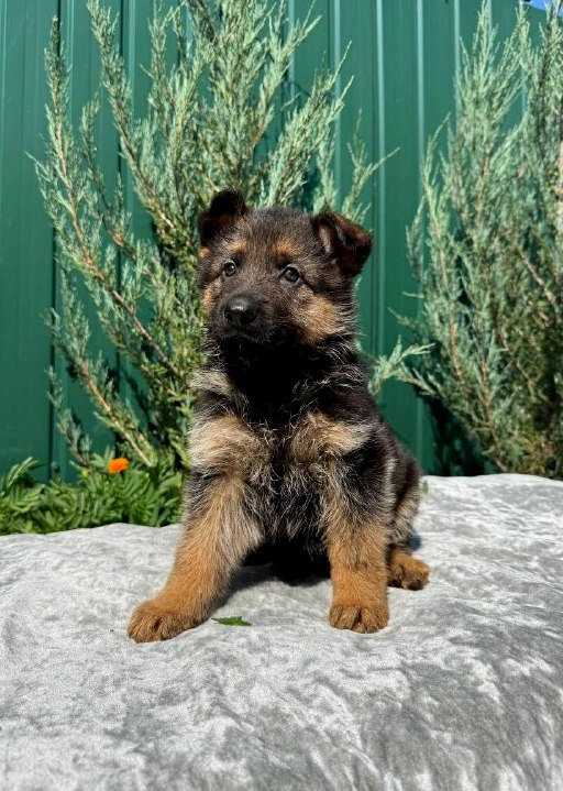 Odelia German Shepherd Odelia German Shepherd