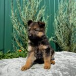 Odelia-female-German-Shepherd-puppy-for-sale-4