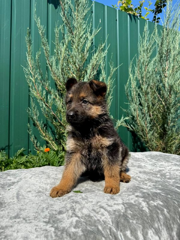 Odelia German Shepherd Odelia German Shepherd