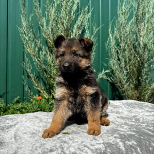 Odelia German Shepherd