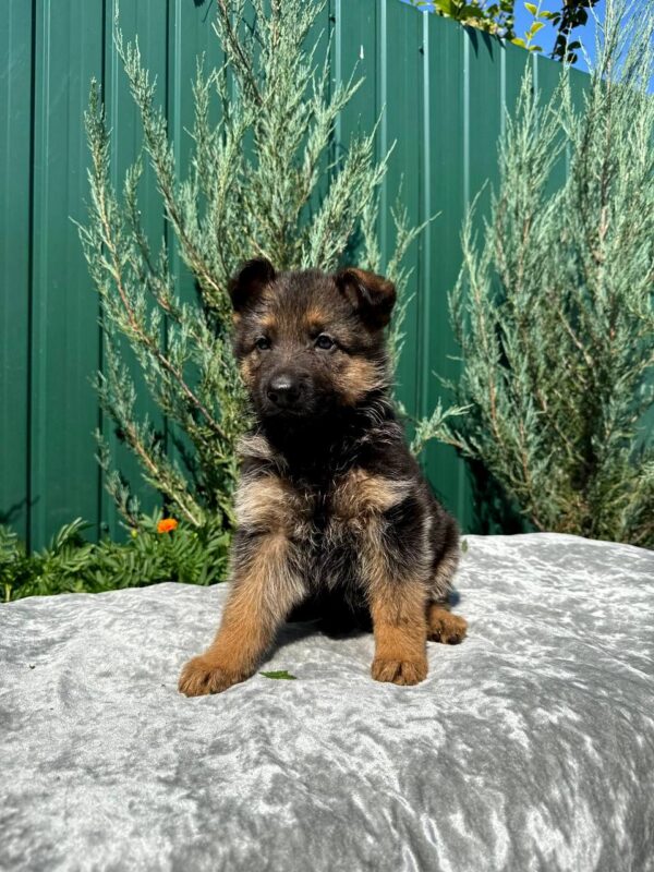 Odelia German Shepherd Odelia German Shepherd