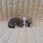 Odesi-female-welsh-corgi-puppy-for-sale-1 (2)