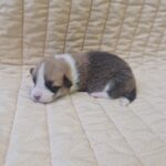 Odesi-female-welsh-corgi-puppy-for-sale-1 (3)