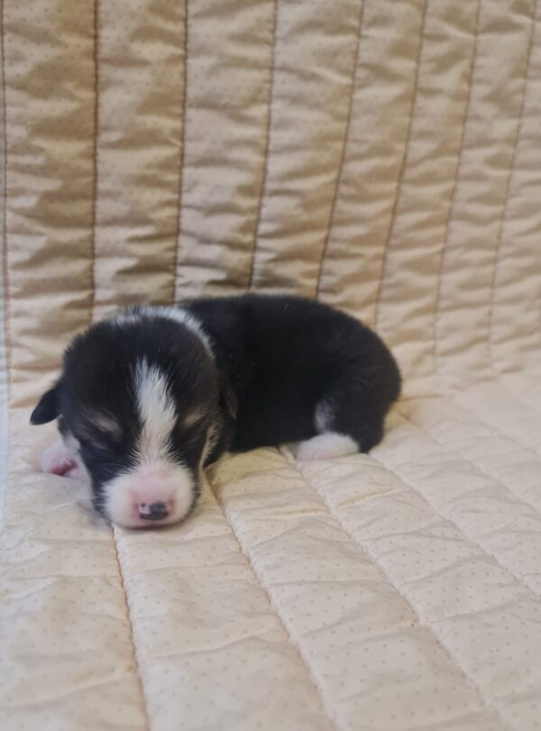 Odie Welsh Corgi Odie Welsh Corgi