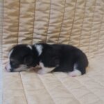 Odie-male-welsh-corgi-puppy-for-sale-1 (2)