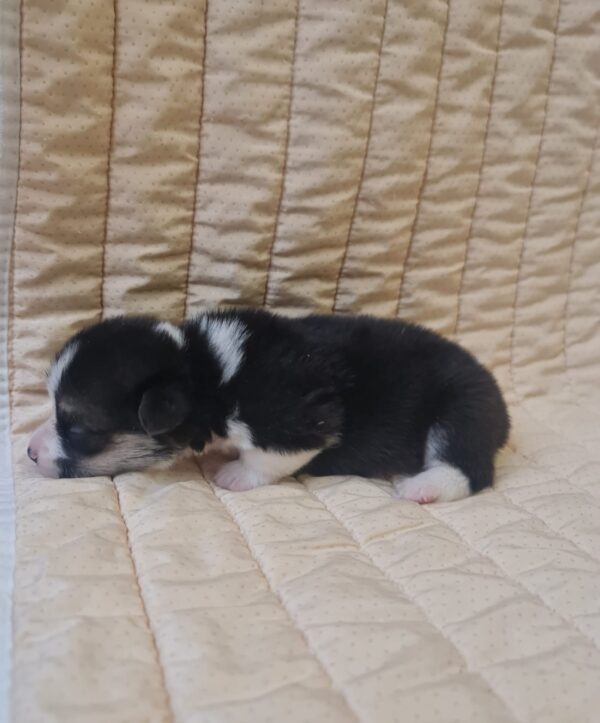 Odie Welsh Corgi Odie Welsh Corgi