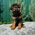 Olimp-male-German-Shepherd-puppy-for-sale-1