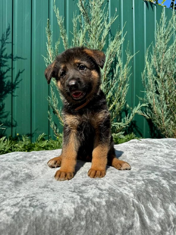 Olimp German Shepherd Olimp German Shepherd