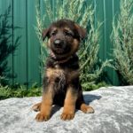 Olimp-male-German-Shepherd-puppy-for-sale-2