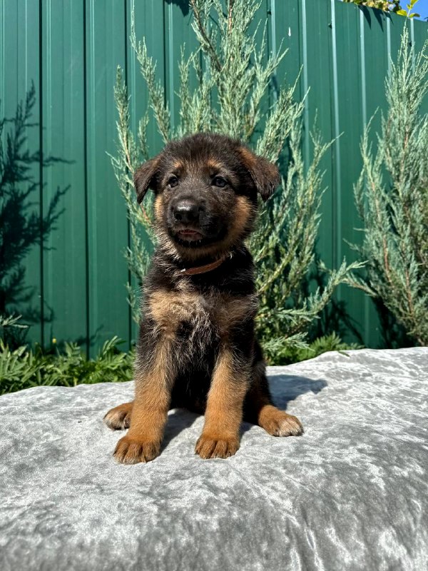 Olimp German Shepherd Olimp German Shepherd