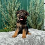 Olimp-male-German-Shepherd-puppy-for-sale-3