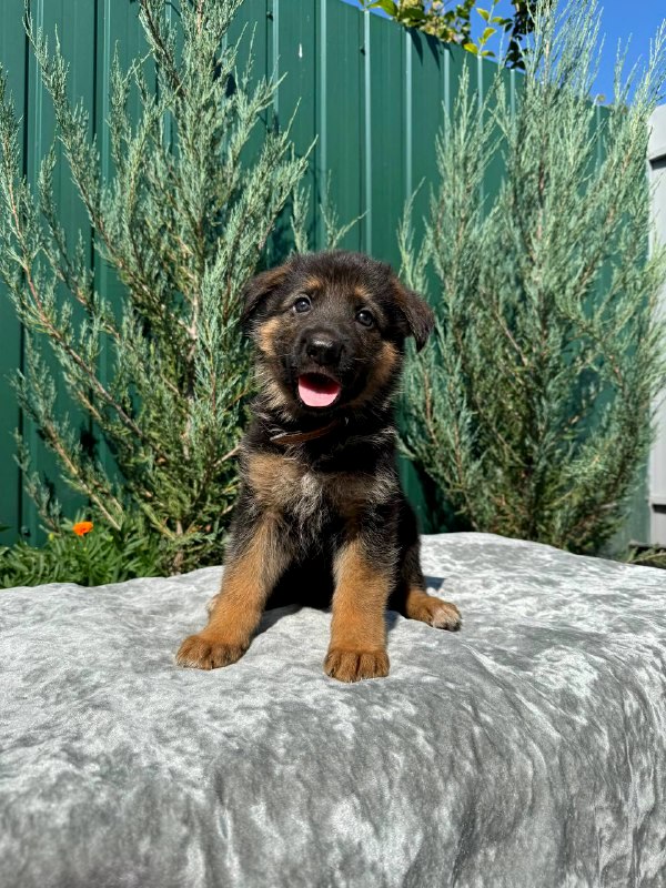 Olimp German Shepherd Olimp German Shepherd