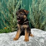 Olimp-male-German-Shepherd-puppy-for-sale-4