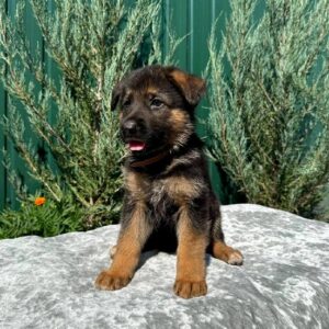 Olimp German Shepherd