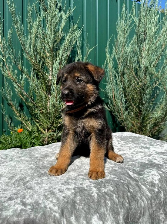 Olimp German Shepherd Olimp German Shepherd