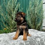 Olimp-male-German-Shepherd-puppy-for-sale-5