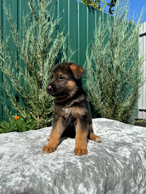 Olimp German Shepherd Olimp German Shepherd