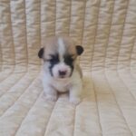 Olive-female-welsh-corgi-puppy-for-sale-1 (1)