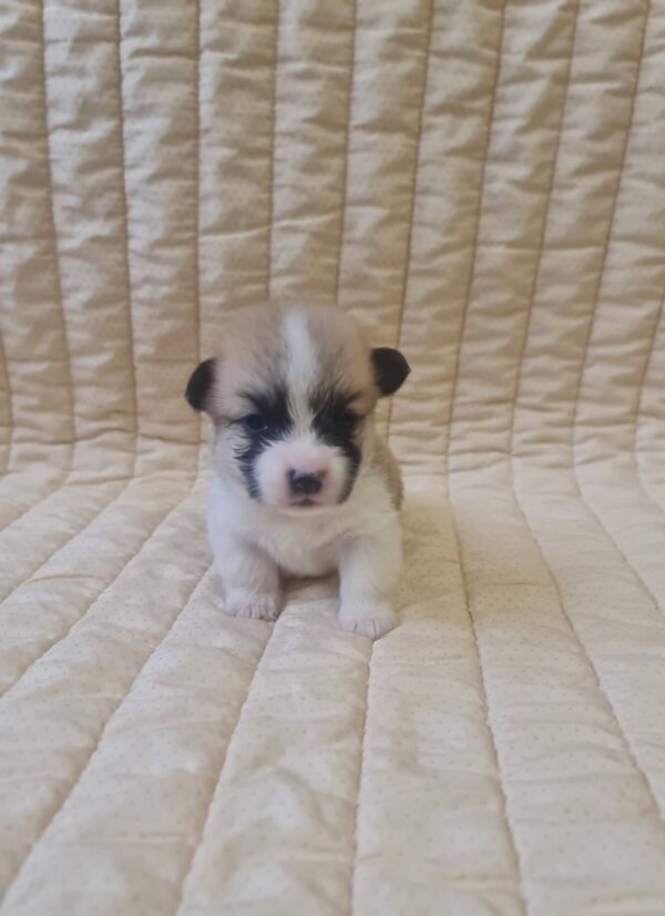 Olive Welsh Corgi Olive Welsh Corgi