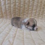 Olive-female-welsh-corgi-puppy-for-sale-1 (2)
