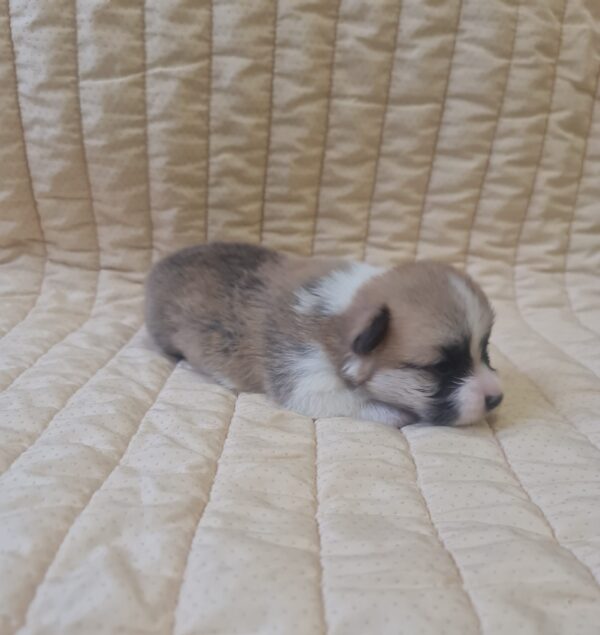 Olive Welsh Corgi Olive Welsh Corgi