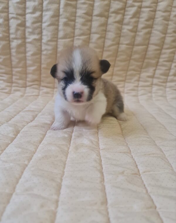 Olive Welsh Corgi Olive Welsh Corgi