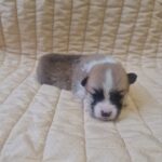 Olive-female-welsh-corgi-puppy-for-sale-1 (4)